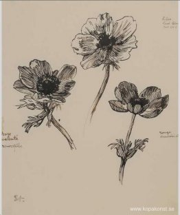 Trois Etudes d'Anemones Trois Etudes d'Anemones