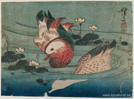 Två ankor Två ankor