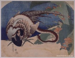 Fasan och orm Fasan och orm