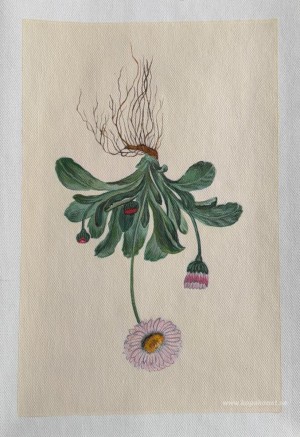Blommor med rötter