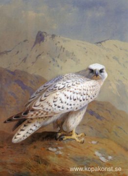 En Grönland, eller Gyr Falcon En Grönland, eller Gyr Falcon