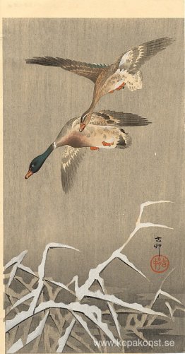 Gräsänder Gräsänder