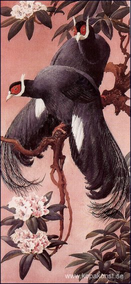 Blåörade fasaner Blåörade fasaner