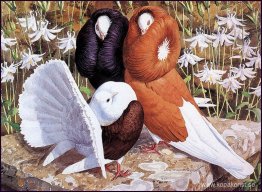 Snygga duvor Snygga duvor