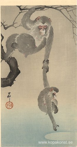 Apa med sitt barn Apa med sitt barn