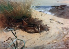 Snäppa bland sanddynerna Snäppa bland sanddynerna