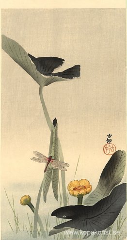 Dragonfly och Lotus Dragonfly och Lotus