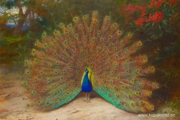 Påfågel och påfågelfjäril Påfågel och påfågelfjäril