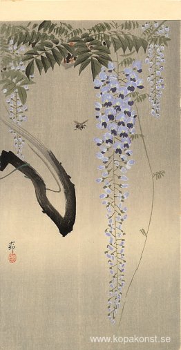 Blåregn och bi Blåregn och bi