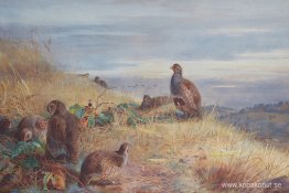 The Covey vid gryningen The Covey vid gryningen