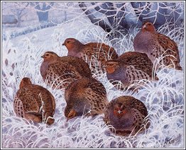 Grå rapphöns Grå rapphöns