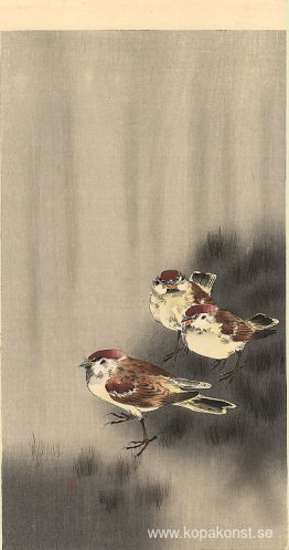 Tre trädsparvar i en regnskur Tre trädsparvar i en regnskur