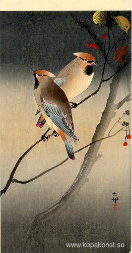 Jays på Berry Tree Jays på Berry Tree