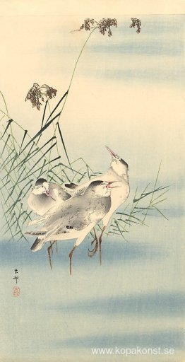 Sandsnäppor Sandsnäppor