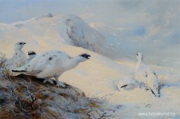 Ptarmigan Calling in the Snow Ptarmigan Calling in the Snow