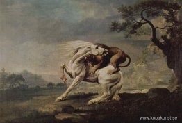 Lejon attackerar en häst Lejon attackerar en häst