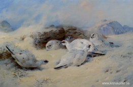 ripa söker skydd ripa söker skydd