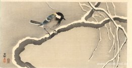 Jättemes på snöig gren Jättemes på snöig gren