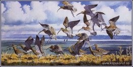 Curlews stiger av Curlews stiger av