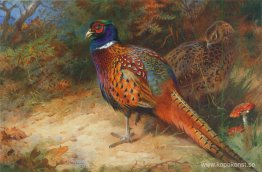 Tupp och höna fasan i undervegetationen Tupp och höna fasan i undervegetationen