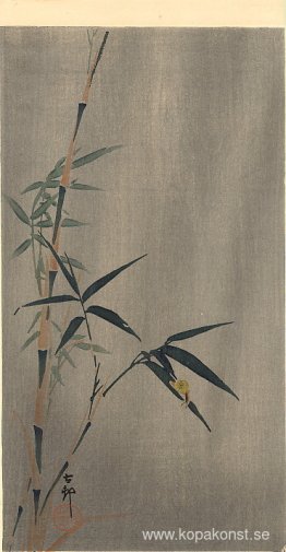 Snigel på bambubladet Snigel på bambubladet