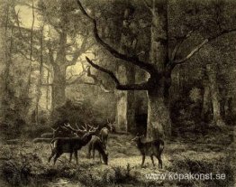 Forest of Fontainbleau Forest of Fontainbleau