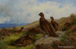 Red Grouse Packing Red Grouse Packing