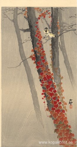 Talgoxar på en gren Talgoxar på en gren