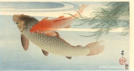 Gyllene karp Gyllene karp