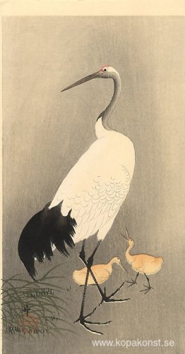 Röd krönt trana Röd krönt trana