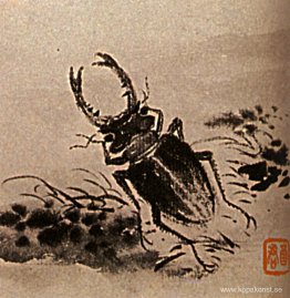 Studier av insekter, skalbaggar Studier av insekter, skalbaggar