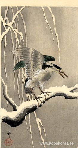 Natthäger på en snöig gren Natthäger på en snöig gren